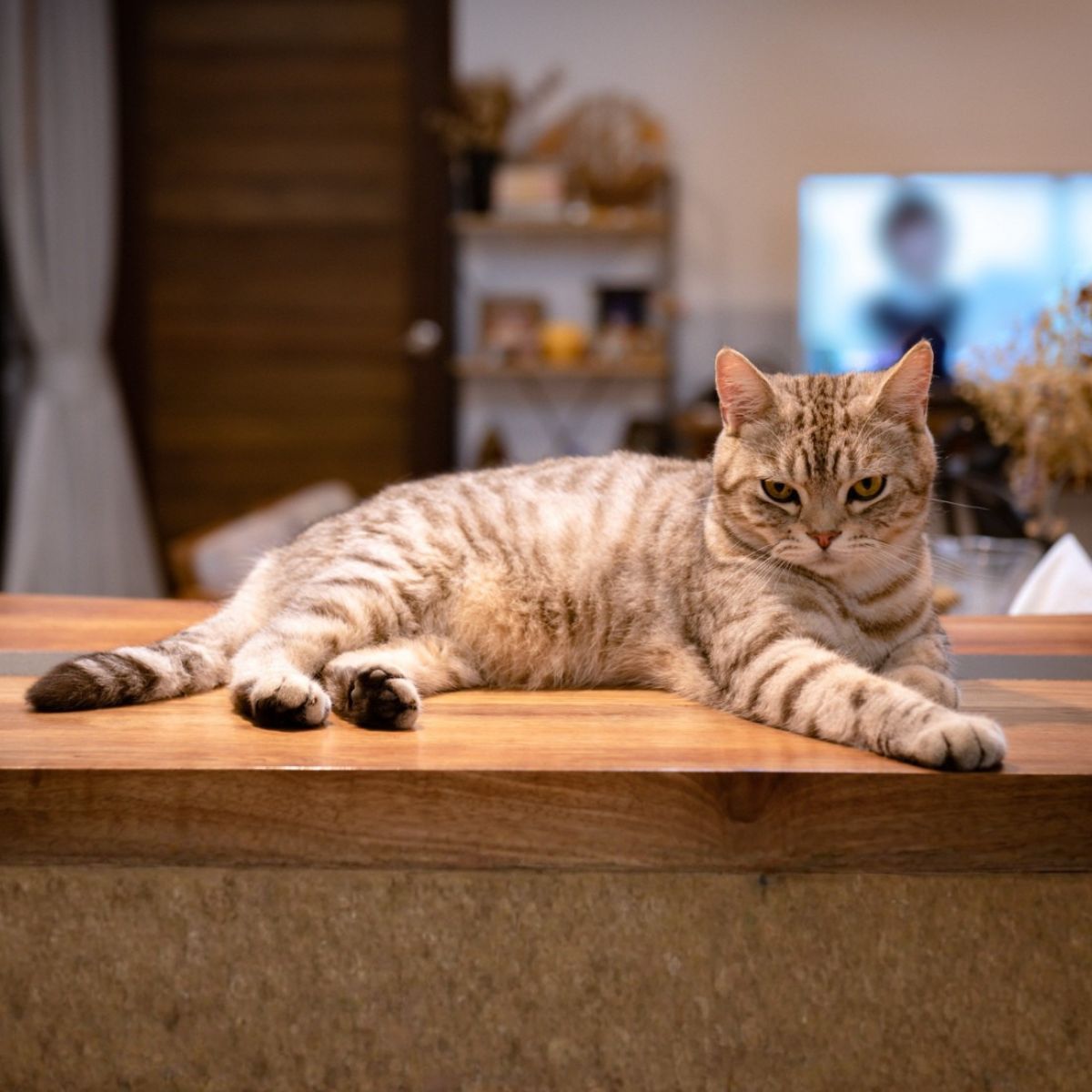 cat reaching up and to the right surrounded by paw and yarn doodles